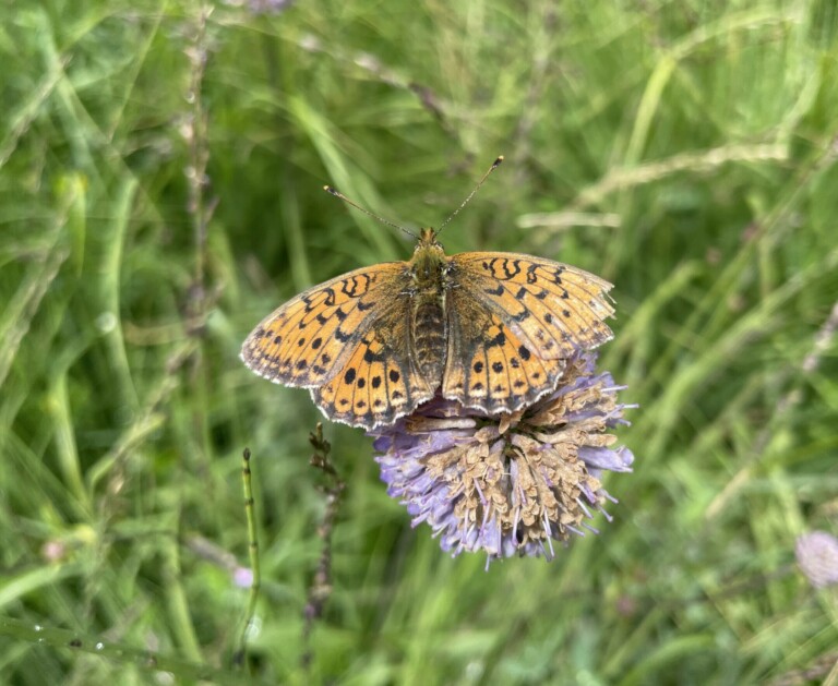 Papillon Montagne